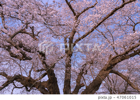 白石川堤一目千本桜 日本一ソメイヨシノの巨木 白石川堤一目千本桜 日本一ソメイヨシノの巨木 47061015