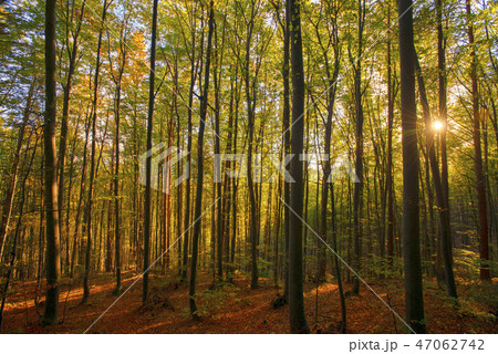 Forest in autumn light Forest in autumn light 47062742