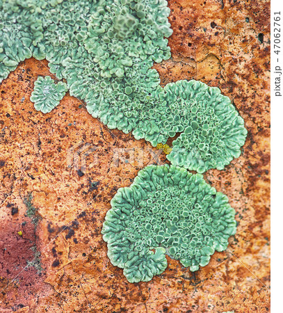 Stone texture closeup background 47062761