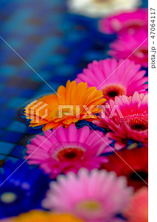 ガーベラ 47064117