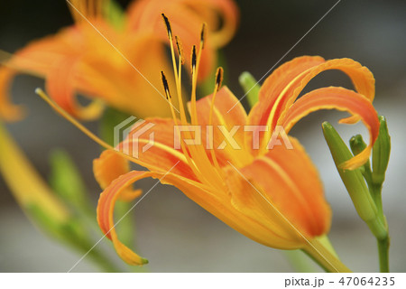 ノカンゾウの花 47064235