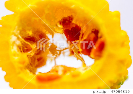 マクロ 熟したゴーヤ 輪切り 断面 47064319