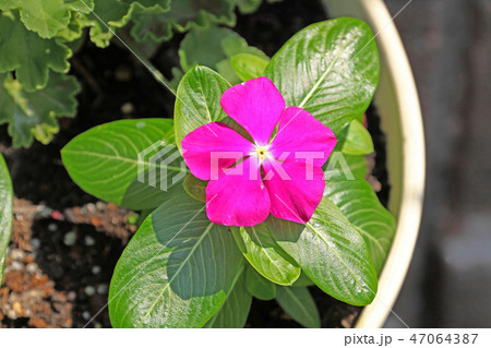 猛暑にもめげずに咲くニチニチソウの花 猛暑にもめげずに咲くニチニチソウの花 47064387