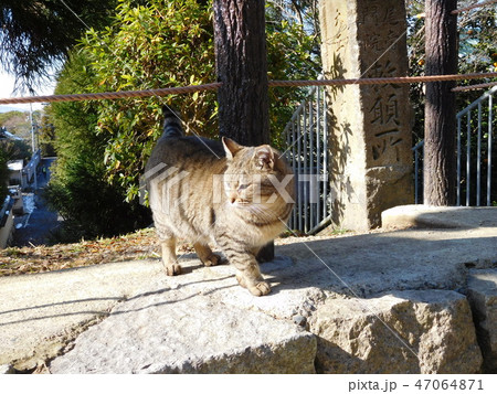 京都　哲学の道 猫 47064871