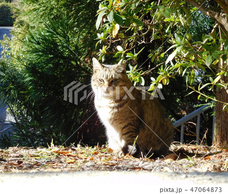 京都　哲学の道 猫 47064873
