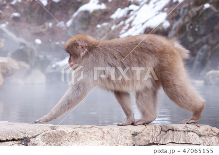 snow-monkey-1 47065155