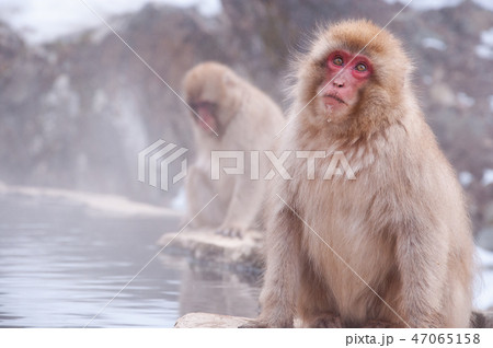 snow-monkey-4 47065158