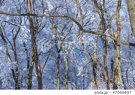 霧氷の樹林帯 47066697