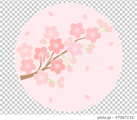 さくら46 桜 桜 春 植物 サクラ 満開 和 和風のイラスト素材