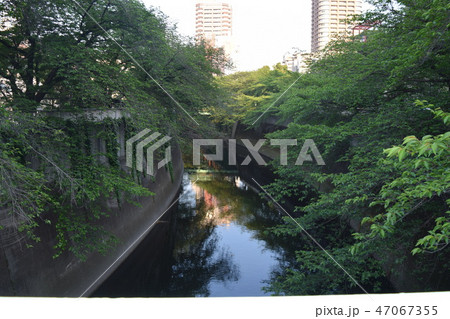 神田川 47067355