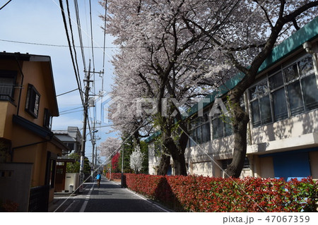 学校の桜並木 学校の桜並木 47067359
