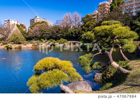 （東京都）清澄庭園　松 47067984