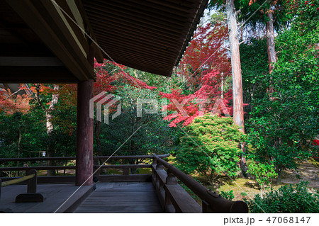 京都　法金剛院の紅葉　　　 47068147