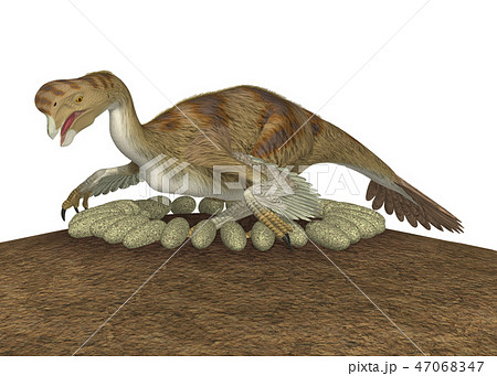恐竜 オビラプトル 抱卵 のイラスト素材