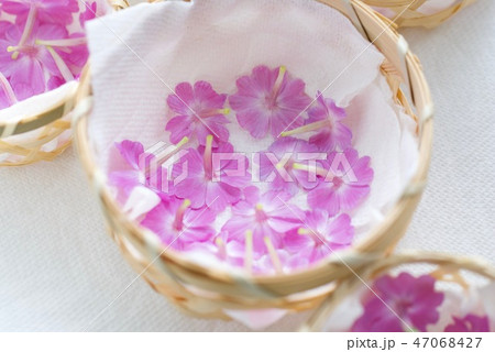 芝桜を押し花用に乾燥 芝桜を押し花用に乾燥 47068427