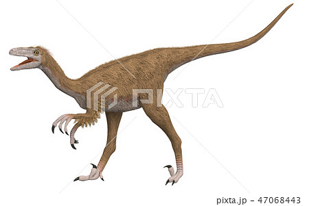 恐竜 トロオドンのイラスト素材