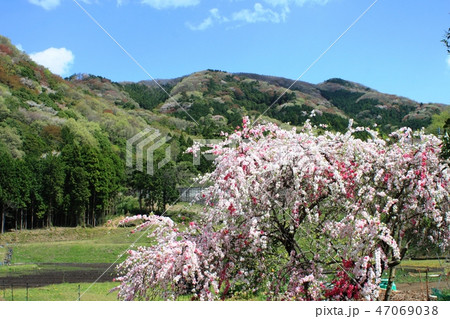 桃と山桜 桃と山桜 47069038