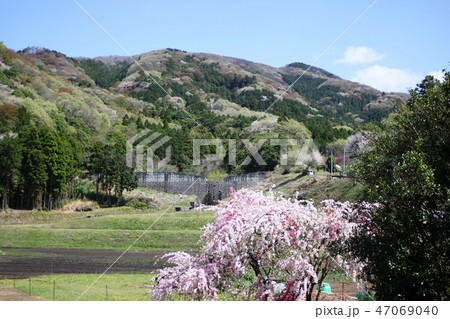 桃と山桜 47069040