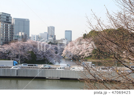 千鳥ヶ淵の桜と首都高速都心環状線 47069425
