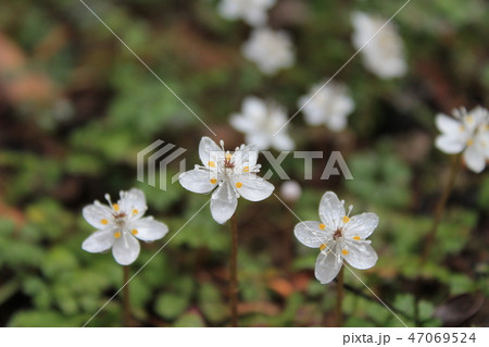 バイカオウレン 47069524