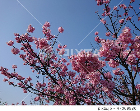 満開の八重桜と青空 47069930