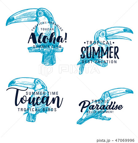 Toucan exotic bird vector sketch lettering Toucan exotic bird vector sketch lettering 47069996
