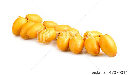 Bunch of yellow raw date fruit or medjool dates Bunch of yellow raw date fruit or medjool dates 47070014