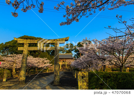 旭ヶ丘公園の桜　朝風景 　【佐賀県鹿島市】 47070068