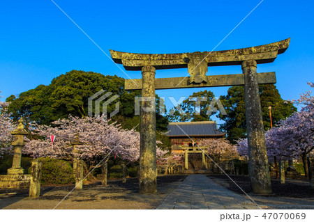 旭ヶ丘公園の桜　朝風景 　【佐賀県鹿島市】 47070069