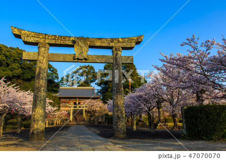 旭ヶ丘公園の桜　朝風景 　【佐賀県鹿島市】 47070070