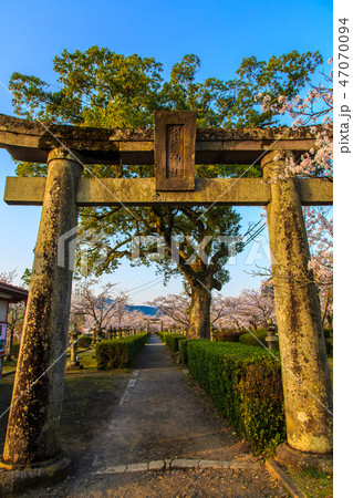 旭ヶ丘公園の桜　朝風景 　【佐賀県鹿島市】 47070094