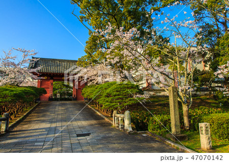 旭ヶ丘公園 赤門と桜 朝風景 【佐賀県鹿島市】 旭ヶ丘公園 赤門と桜 朝風景 【佐賀県鹿島市】 47070142