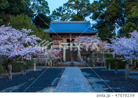 旭ヶ丘公園の夜明けと桜　朝風景　【佐賀県鹿島市】 47070239
