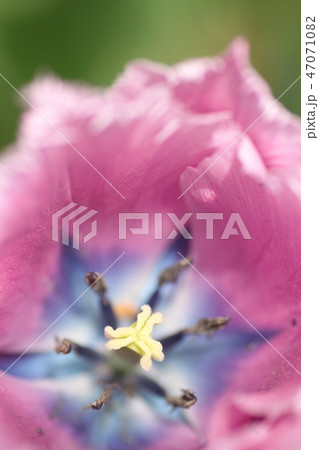 横浜公園のチューリップ 47071082