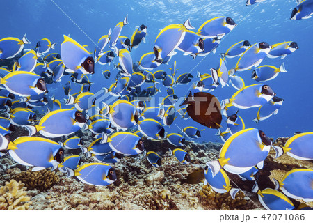 パウダーブルーサージョンフィッシュの群れ 47071086