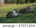 カルガモ 47071454