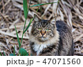 野良猫 47071560