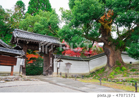 京都　青蓮院門跡の大楠（おおくすのき）と紅葉　　　 47071571