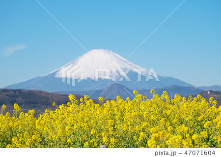 富士山とナノハナ（二宮町　吾妻山公園） 47071604