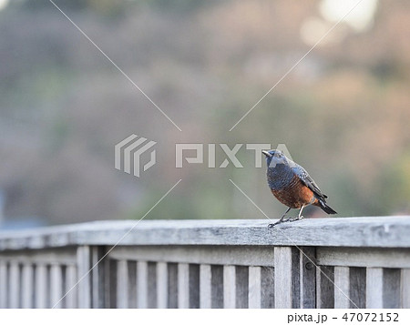 イソヒヨドリ 47072152