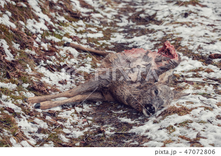 Doe killed in the forest 47072806