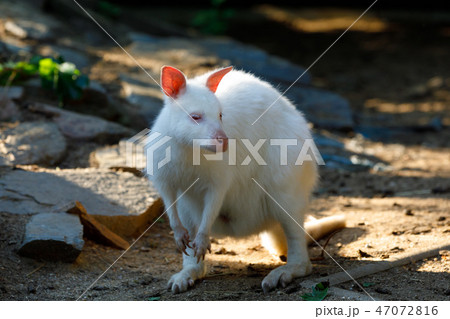 Red-necked Wallaby albino 47072816