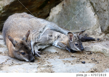 Red-necked Wallaby (Macropus rufogriseus) 47072819