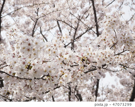 桜 桜 47073299