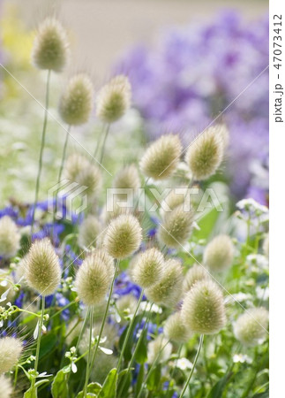 ラグラス　うさぎの尾 47073412