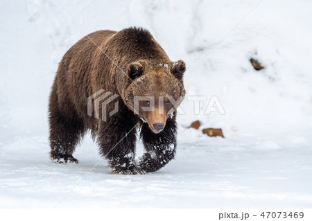 Big brown bear in winter forest Big brown bear in winter forest 47073469
