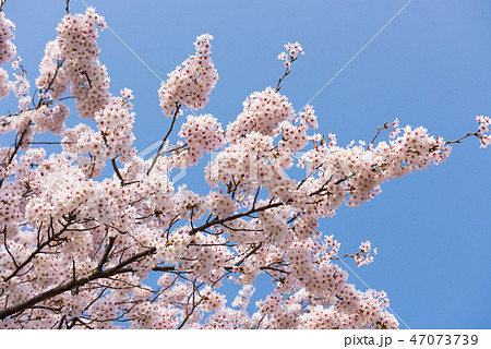 桜 桜 47073739