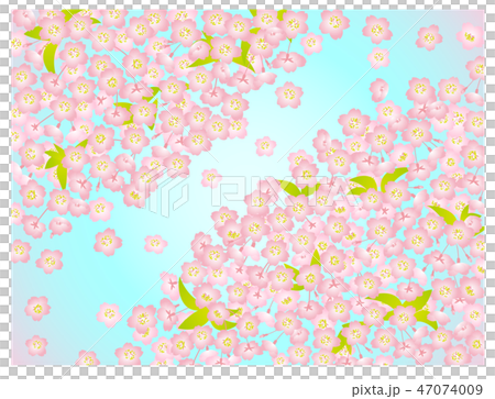 Cherry blossom background pink leaves blue sky Cherry blossom background pink leaves blue sky 47074009
