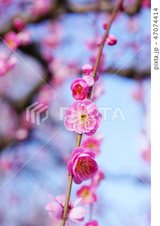 梅の花 梅の花 47074414