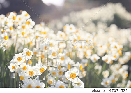 千早赤坂村のスイセンの丘 47074522